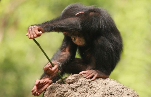 Chimp Tools